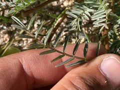 Astragalus douglasii