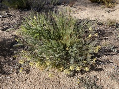 Astragalus douglasii