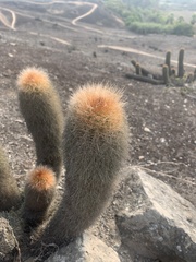 Haageocereus pseudomelanostele