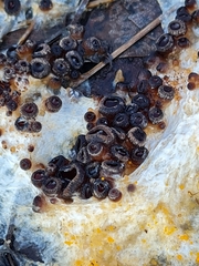 Pseudombrophila guldeniae