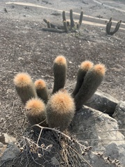 Haageocereus pseudomelanostele