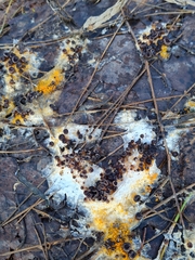 Pseudombrophila guldeniae