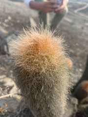 Haageocereus pseudomelanostele