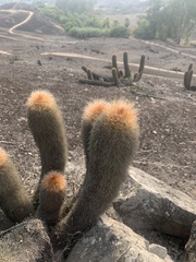 Haageocereus pseudomelanostele