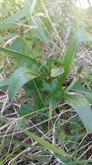 Plantago macrocarpa