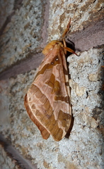Sthenopis purpurascens