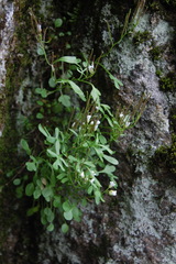 Cardamine resedifolia