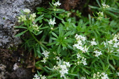 Galium sudeticum