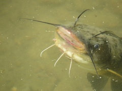 Yellow Bullhead photo 5