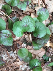 Pyrola americana
