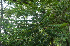 Diospyros buxifolia