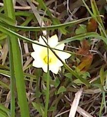 Gentiana scabrida