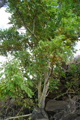 Steganotaenia araliacea