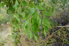 Steganotaenia araliacea
