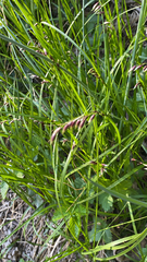 Melica nutans