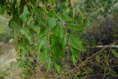 Steganotaenia araliacea