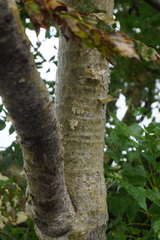 Steganotaenia araliacea