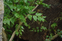 Steganotaenia araliacea