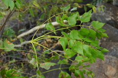 Steganotaenia araliacea