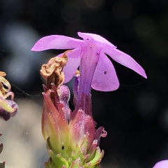 Chaenostoma subspicatum