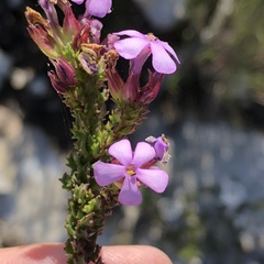 Chaenostoma subspicatum