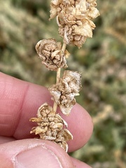 Atriplex glauca