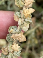Atriplex glauca