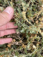 Atriplex glauca