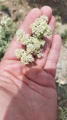 Lepidium appelianum