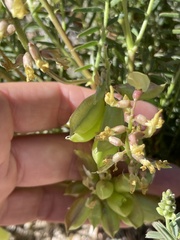 Astragalus douglasii