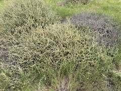 Atriplex glauca
