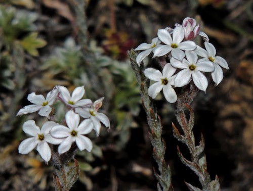 Arjona tuberosa (Arjona tuberosa)