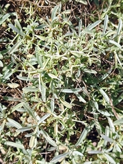 Hormathophylla spinosa