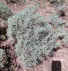 Hormathophylla spinosa