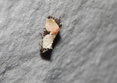 Hiccoda roseitincta