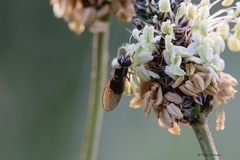Cheilosia pagana