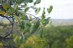 Stomatostemma monteiroae