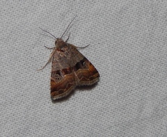 Ozarba megaplaga