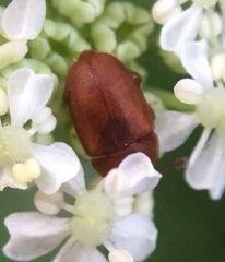 Epuraea aestiva