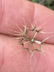 Microseris douglasii platycarpha