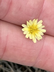Microseris douglasii platycarpha