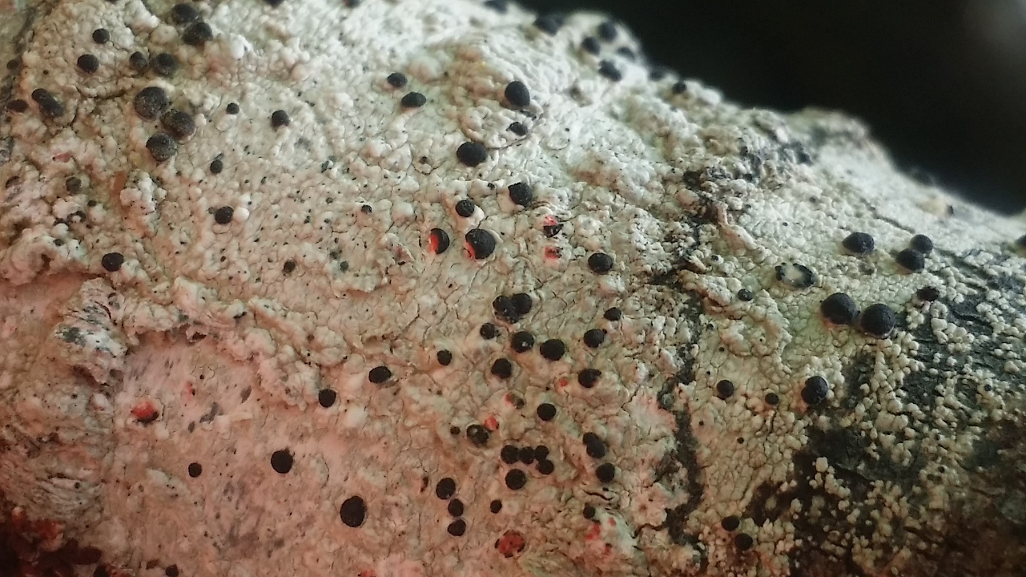 Mycoblastus sanguinarius f. sanguinarius image