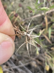 Microseris douglasii platycarpha