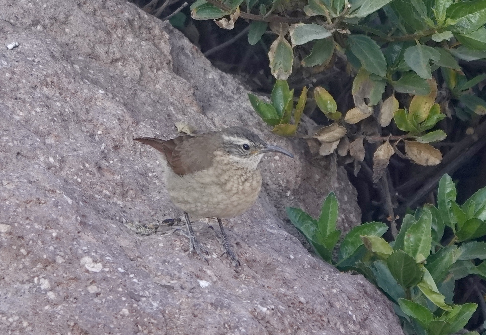 White-throated Earthcreeper (Upucerthia albigula), photo 6