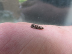 Epinotia tedella