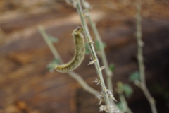 Tephrosia semiglabra