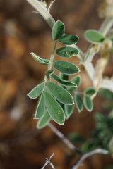 Tephrosia semiglabra