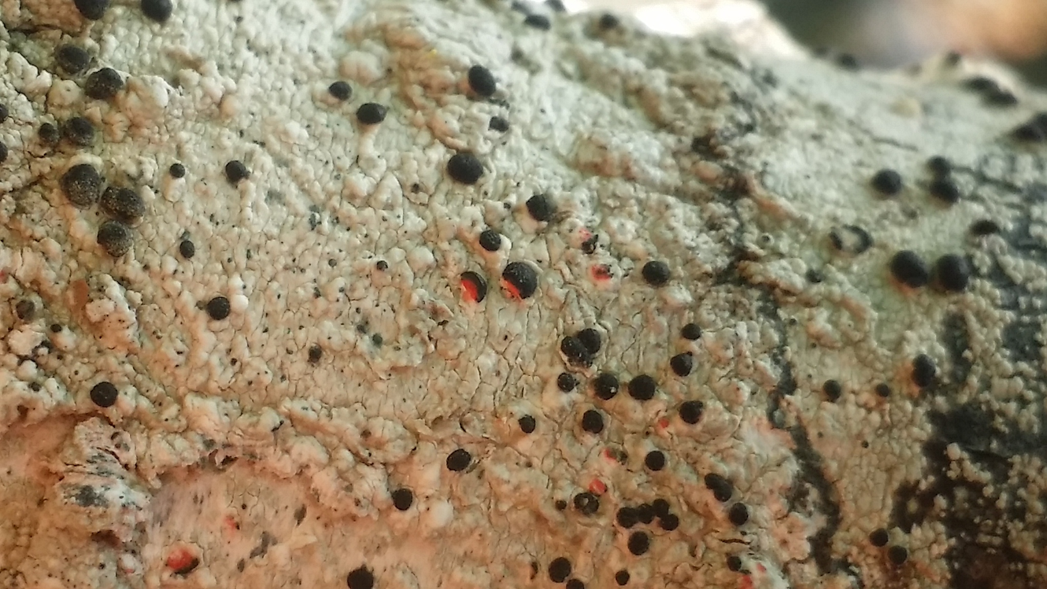 Mycoblastus sanguinarius f. sanguinarius image