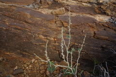 Tephrosia semiglabra