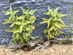 Parietaria pensylvanica